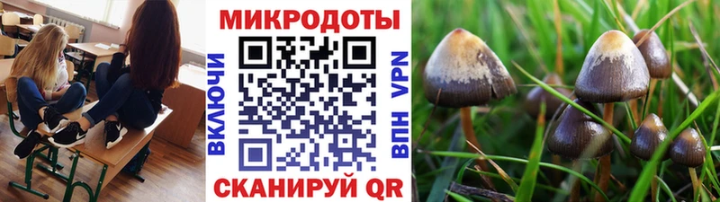 магазин продажи   Баксан  Псилоцибиновые грибы Cubensis 